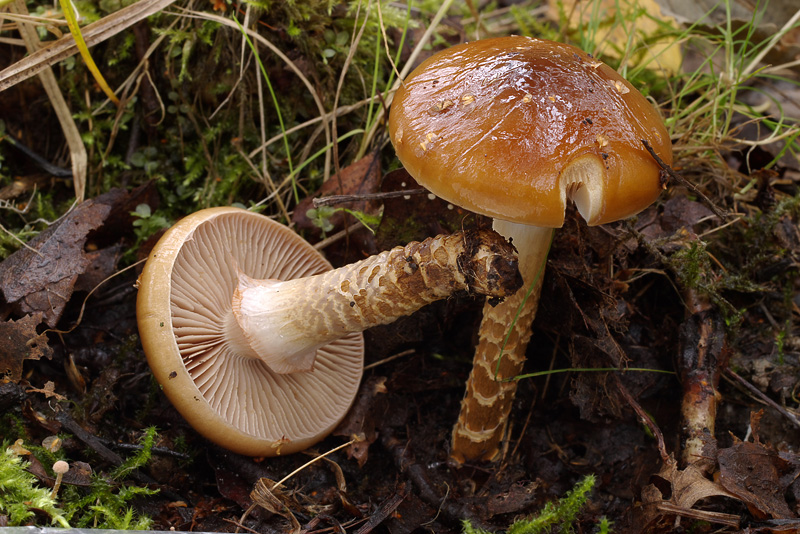 Cortinarius trivialis